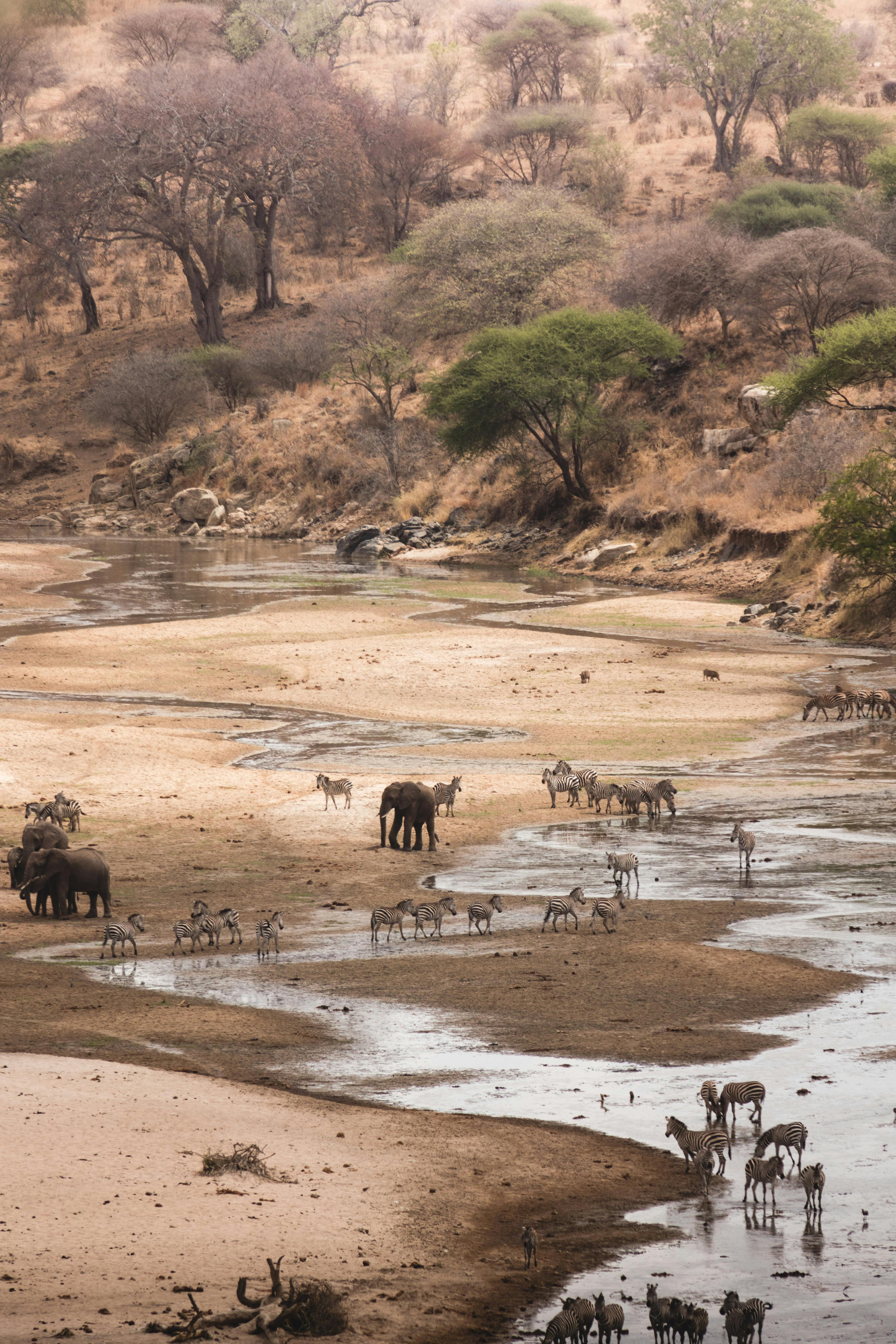 Lions of Ruaha